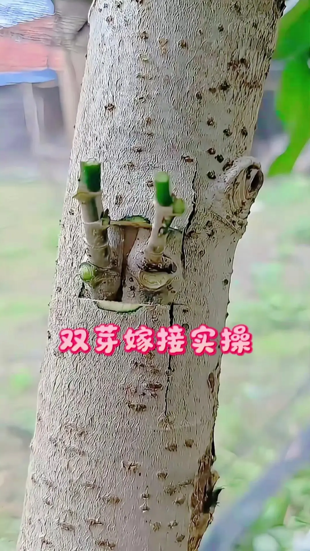 🌿双芽嫁接超实用教程，简单易学。去老丈人的果园串门，偶然学到这个冷门...