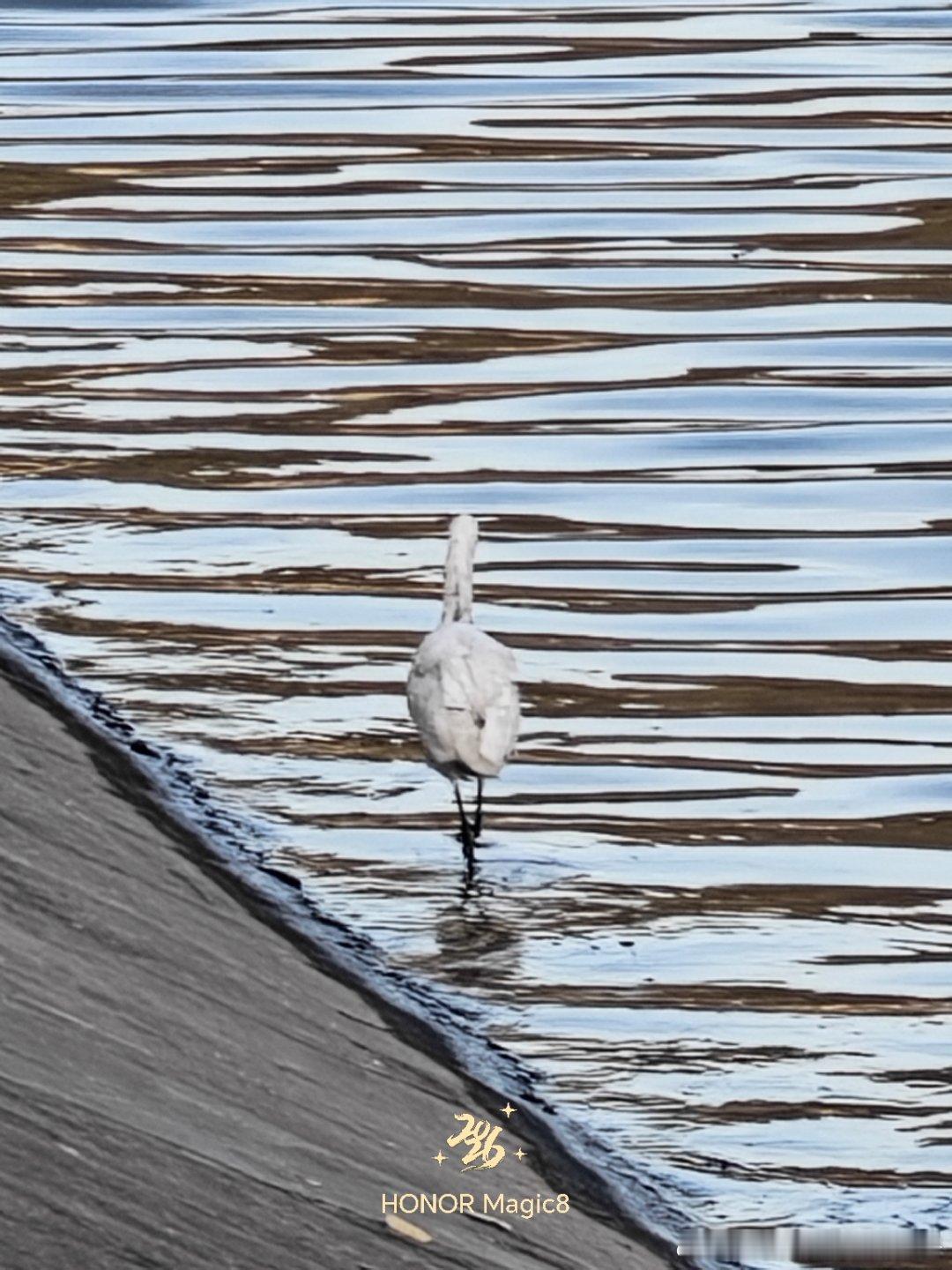 清晨的滏阳河，太阳才刚刚升起，河面波光粼粼，白鹭在岸边休闲的散步，为捕鱼做准备自