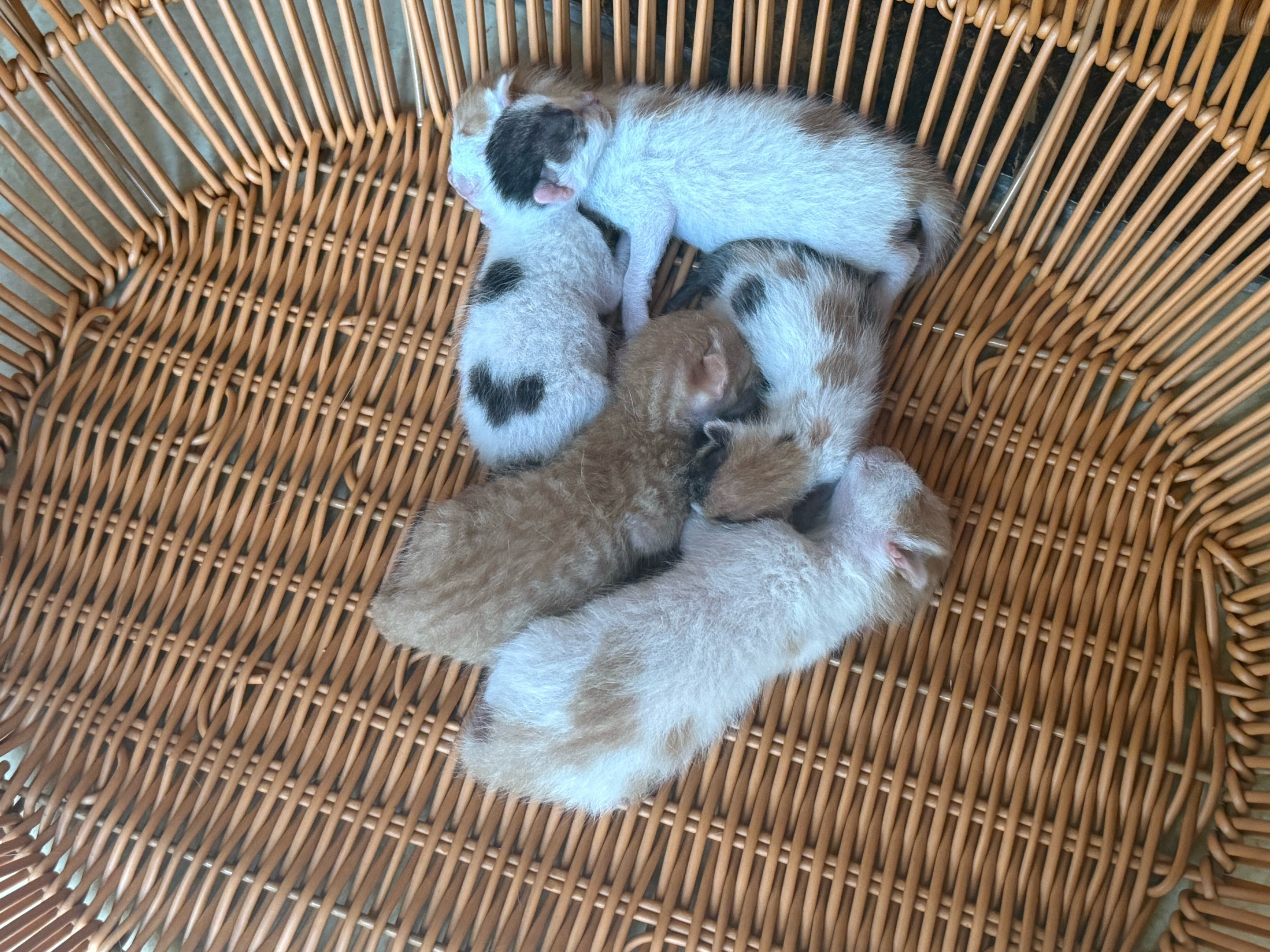 三花生了五个宝宝，前两天晚上四点多生的，不知道爸爸是哪个，小喵们都好可爱，有一只