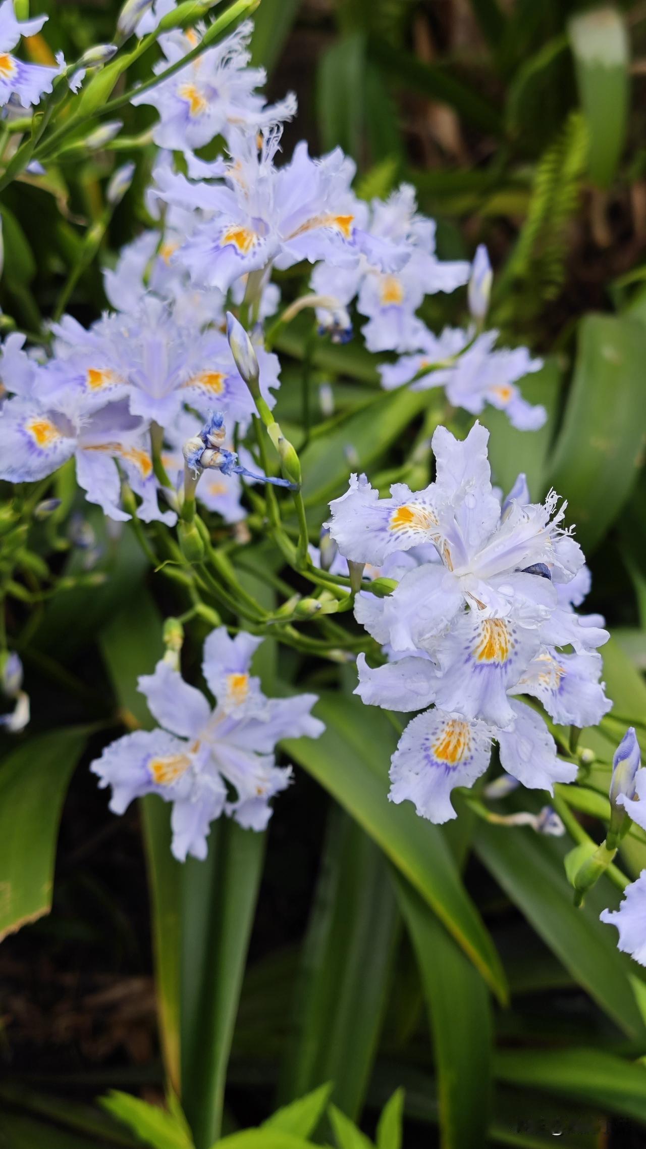 蝴蝶花，也称日本鸢尾或扁竹兰。花朵呈淡雅的蓝白色，花瓣边缘如丝绒般轻盈卷曲，中心