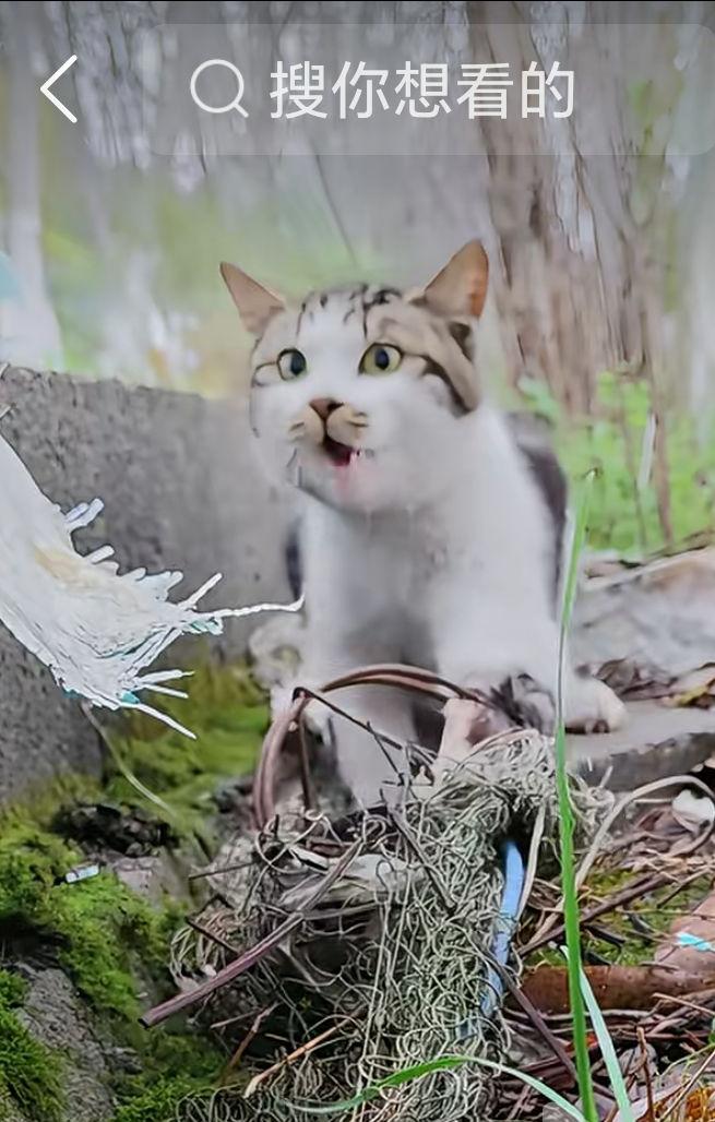 救助被【捕兽夹】夹住的流浪猫狗小动物，请记住要会打开捕兽夹（拨开红色拨杆）否则是