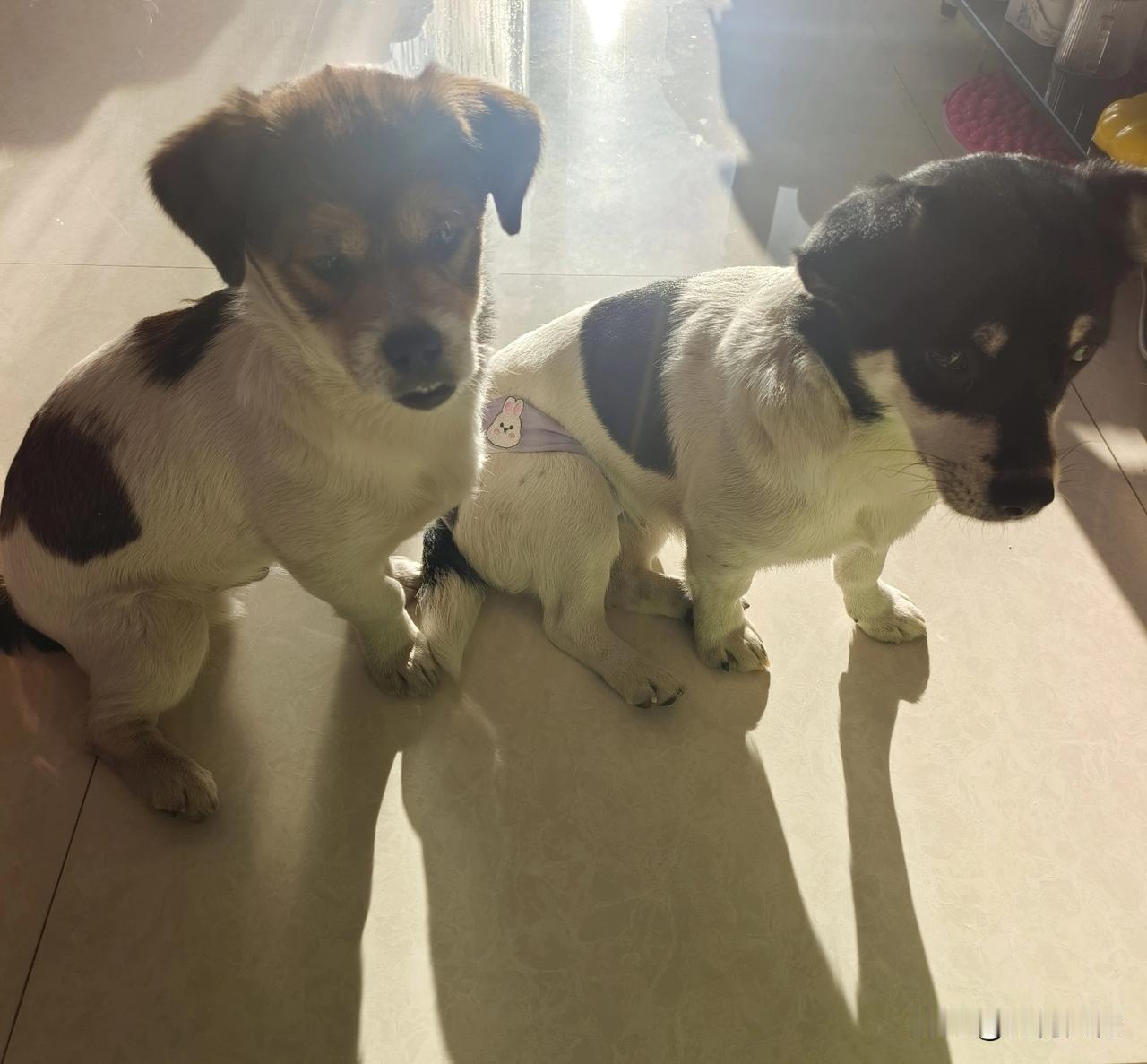 两个毛孩子犯了错误，被我训斥了一顿，它们好像知道了自己的错误，老老实实的，不敢轻