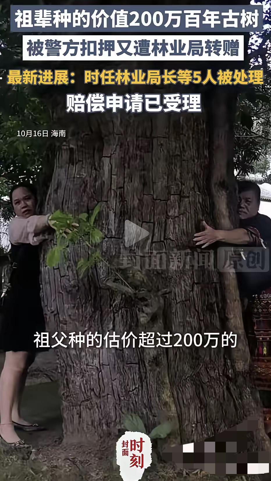 祖辈种的200万古树，法院说“不是你的”；林业局转手送人，局长被判刑了！

这事