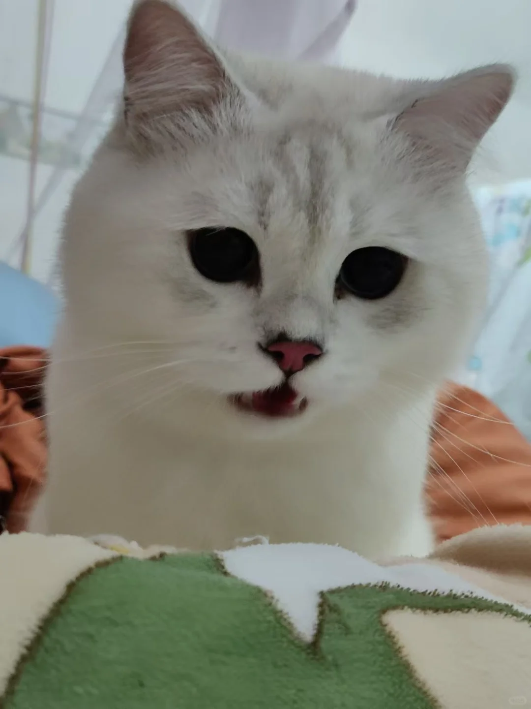 小猫熬夜也会长黑眼圈啊