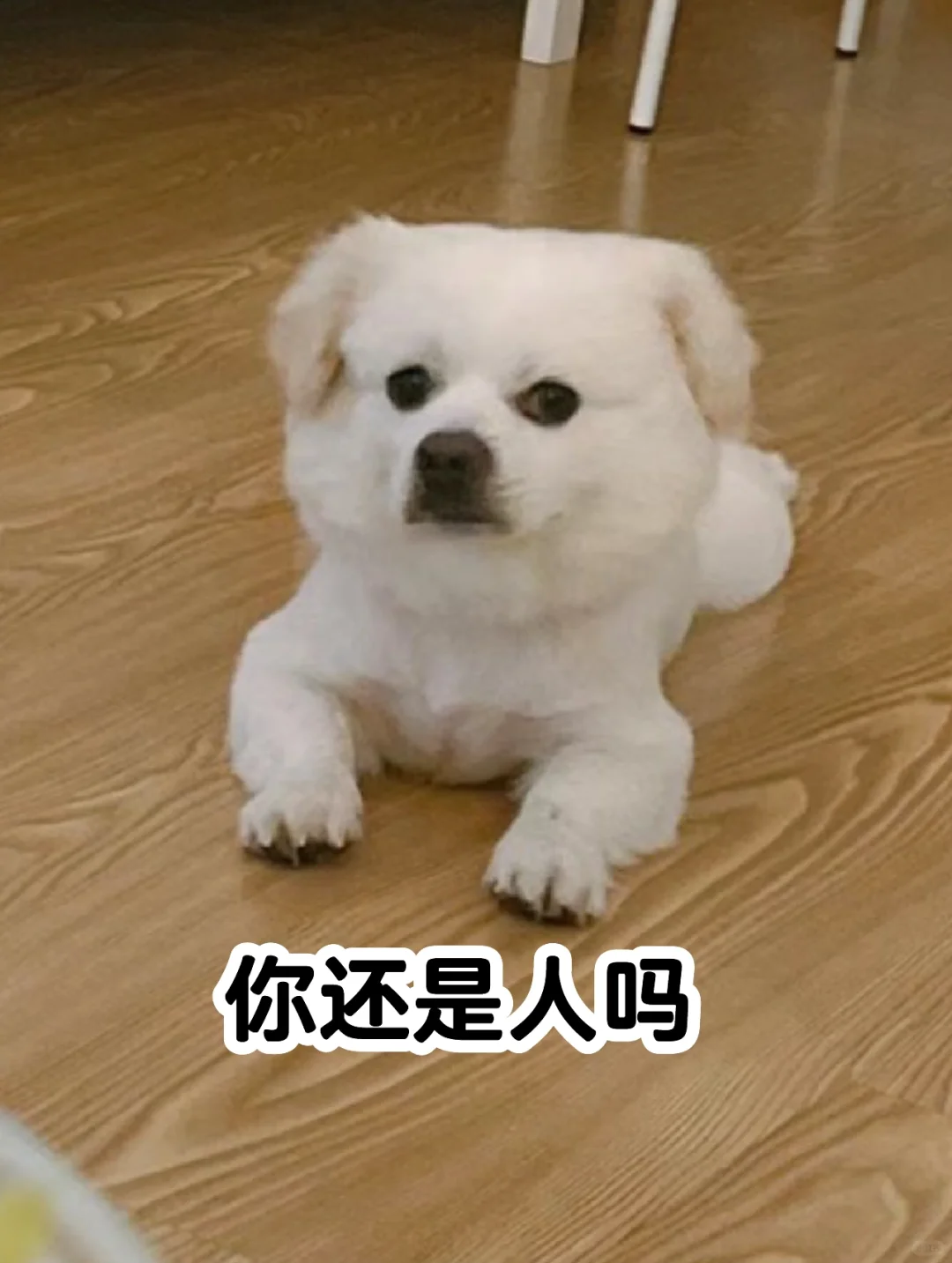 我哪里丑啦？本小狗可不丑