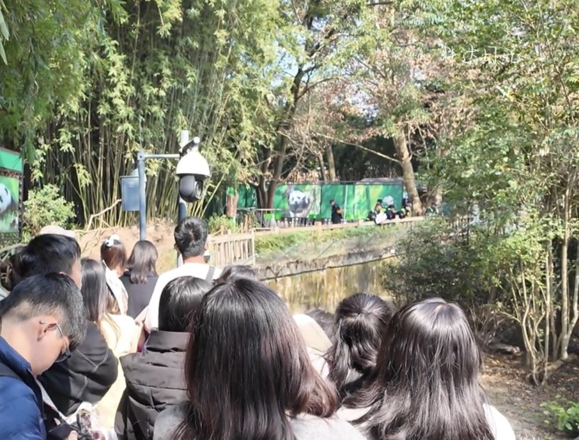 忍无可忍，别闹了！
2月22日13时26分，极目新闻最新消息，2月21日成都大熊