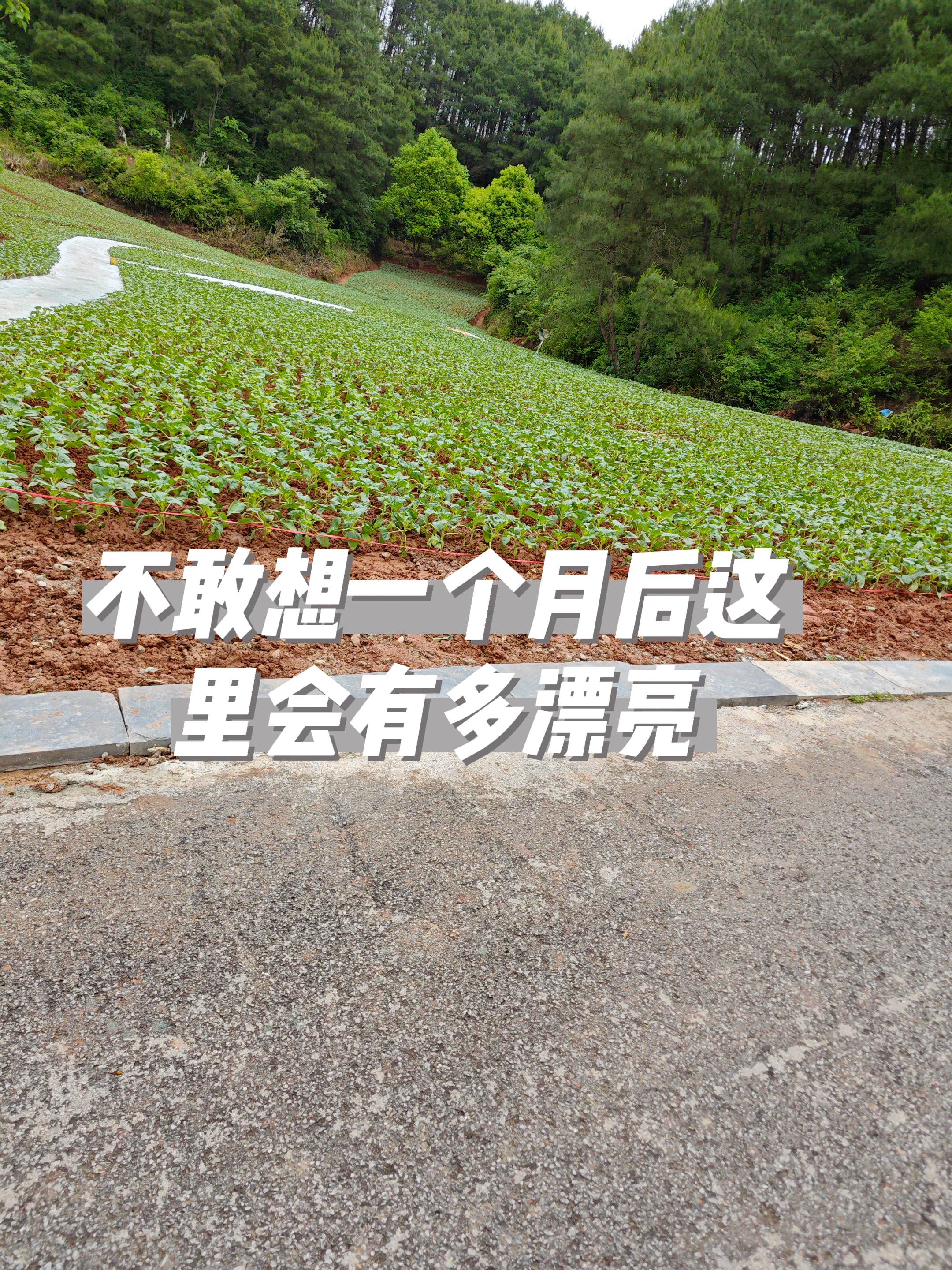 向日葵花海 向日葵有个很好的花语 一个月后来看向日葵