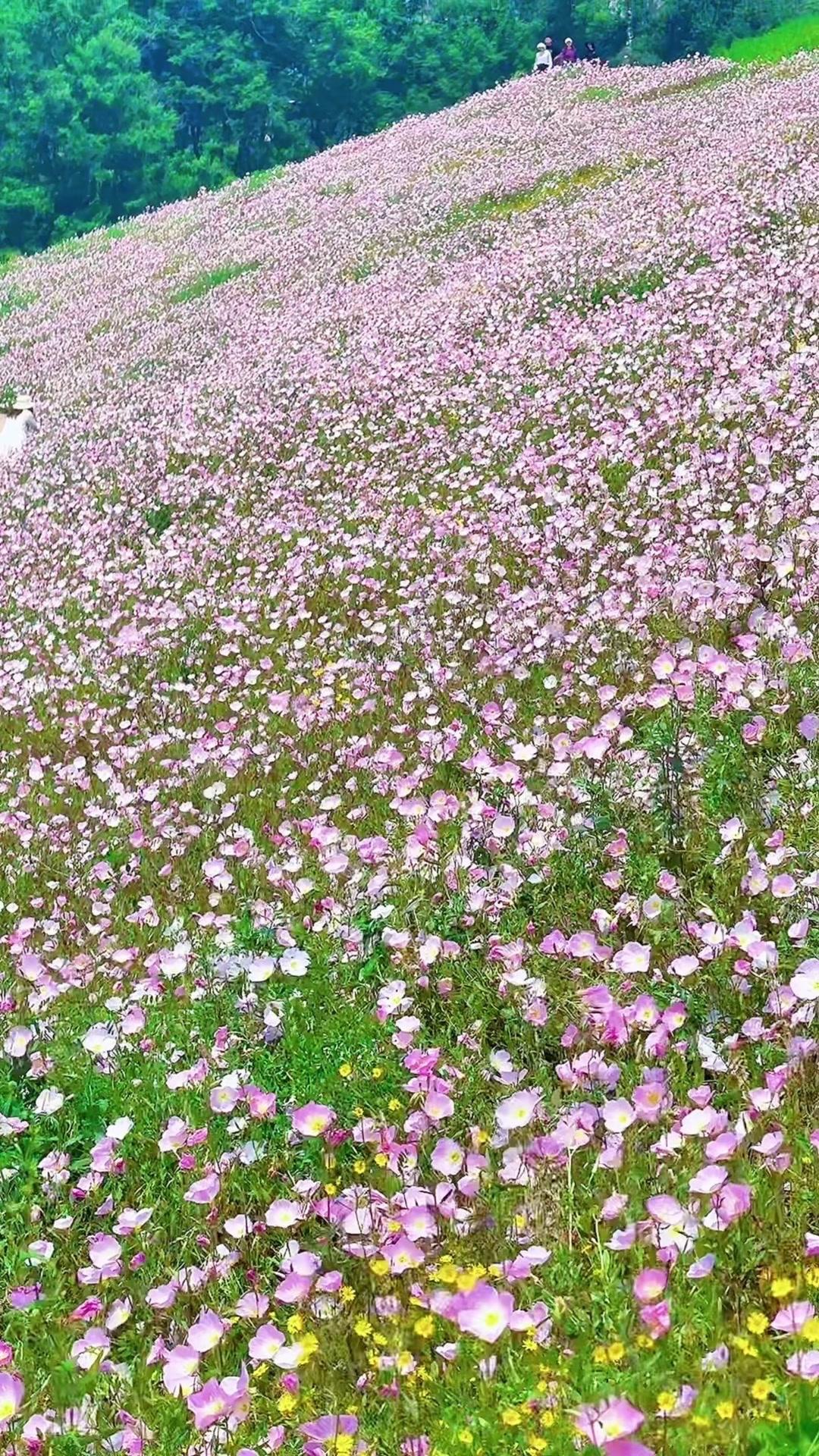 这片花海真的太绝了！大片月见草和金盏菊肆意绽放，像给大地铺上了一层彩色的绒毯。粉