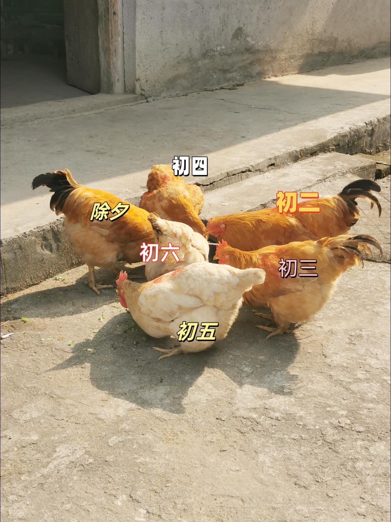#随拍 #我的农村生活 #养鸡人