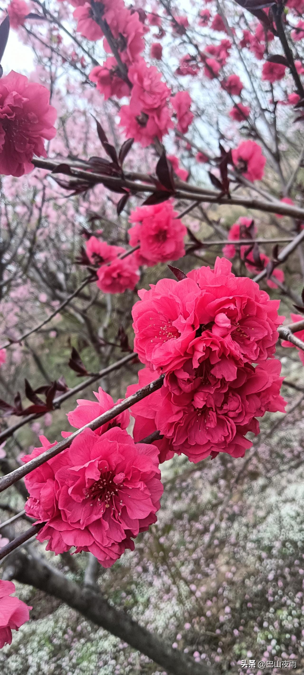 去看一场开满花的春天，拍很多好看的照片