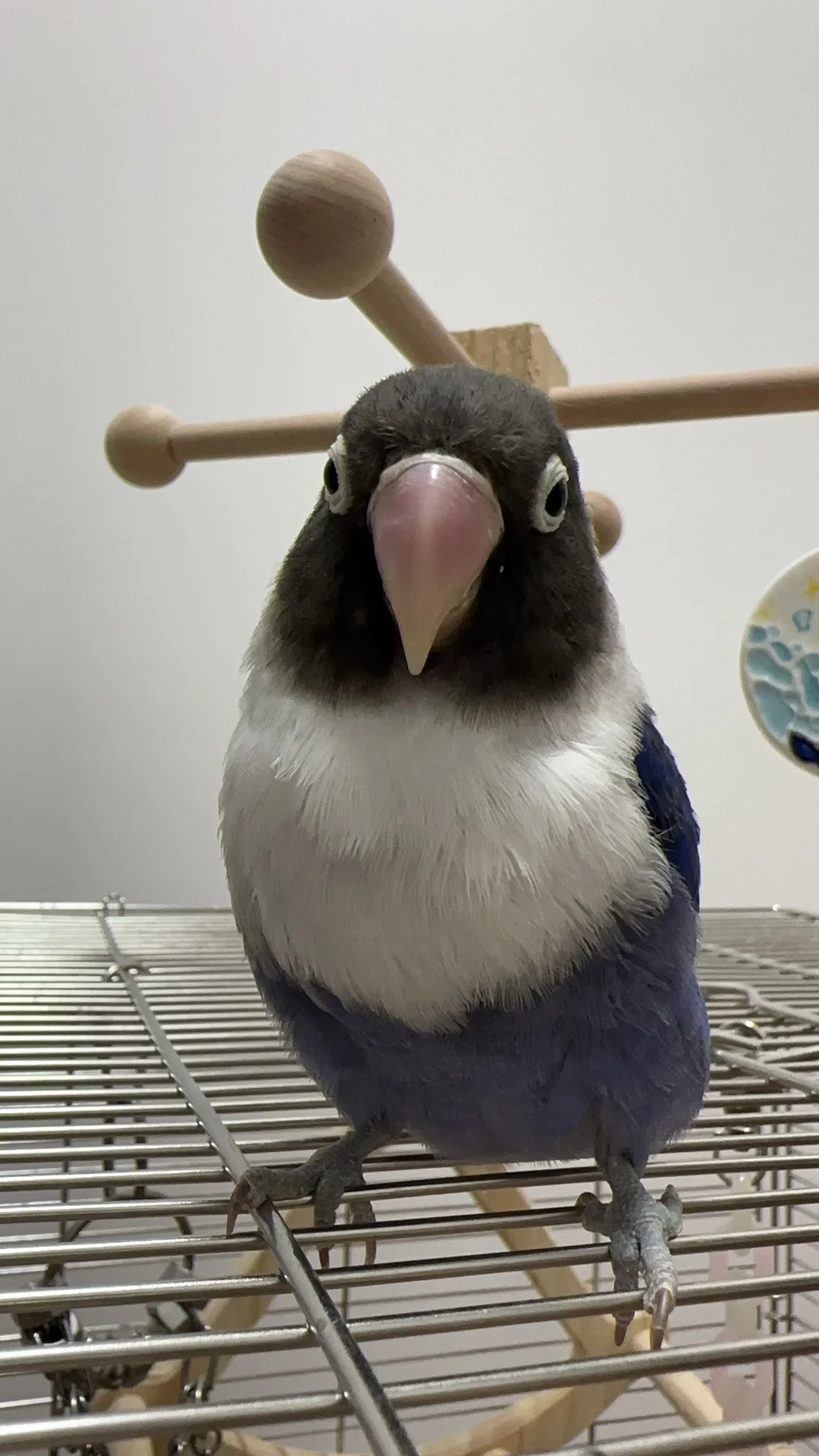 鸟鸟教 带标识合法鹦鹉 牡丹鹦鹉