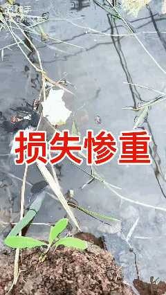 损失惨重，给个方案吧！🙏