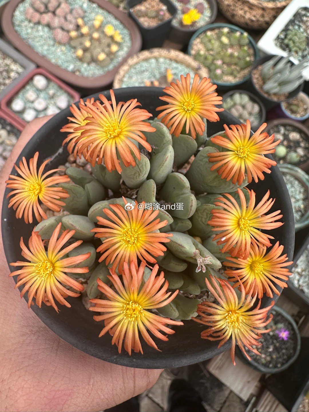 屁屁开的小菊花有个规律：有日则开，无日则合，日射则开，日萎则合～～[笑哈哈][笑