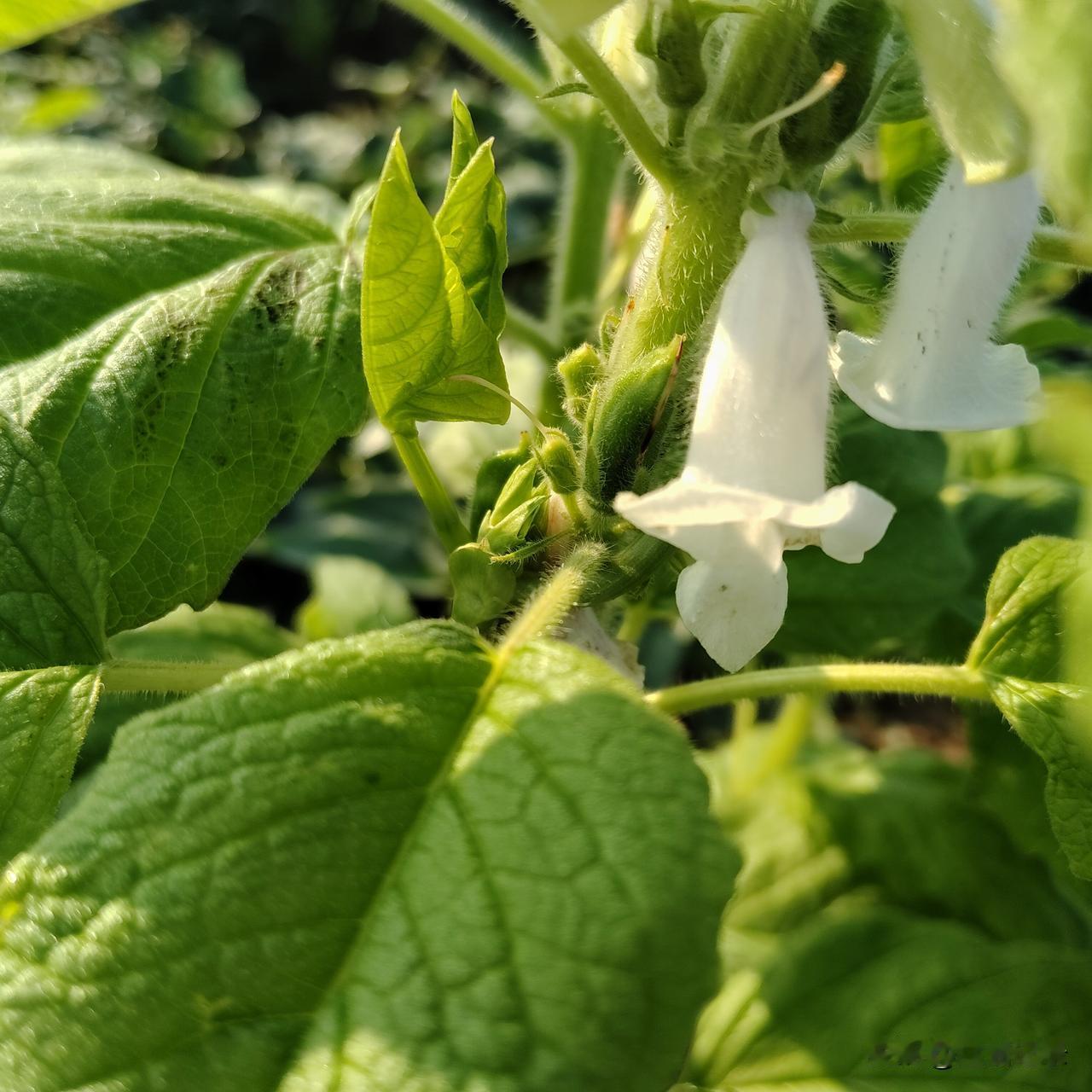芝麻花开了，素色的花朵，在嫩绿的叶子陪衬下显得无比可爱。它们在清晨醒来，模样可爱