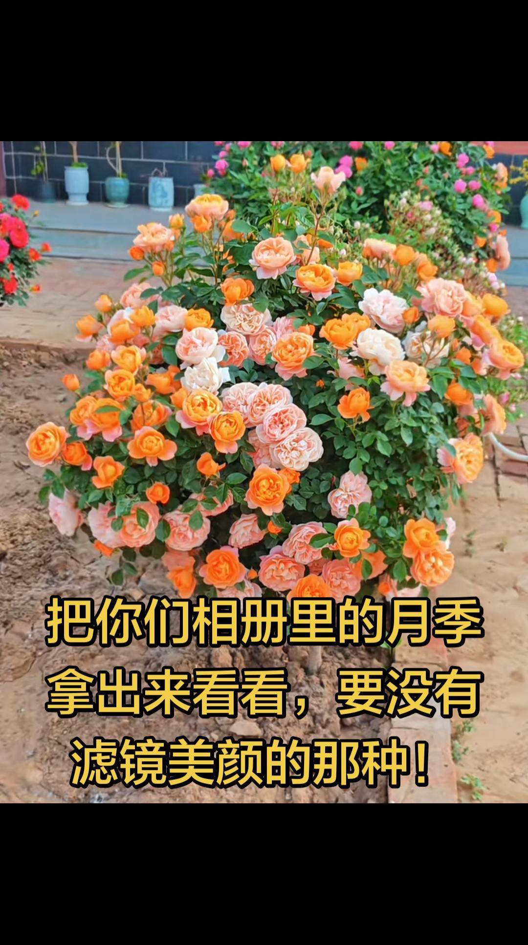 全民买手请回答 庭院种月季 爬藤月季栽培 果汁阳台 果汁阳台月季