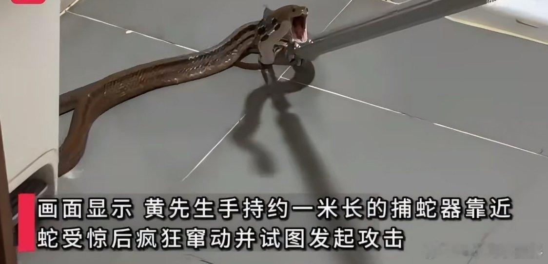 男子厕所遇2米长蛇半分钟淡定捕蛇号称专业人士谁能想到上厕所偶遇两米长大蛇，换普通
