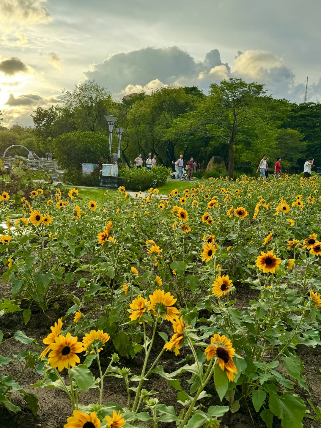 佛山向日葵🌻花海已开好了📷9.21实况❗️