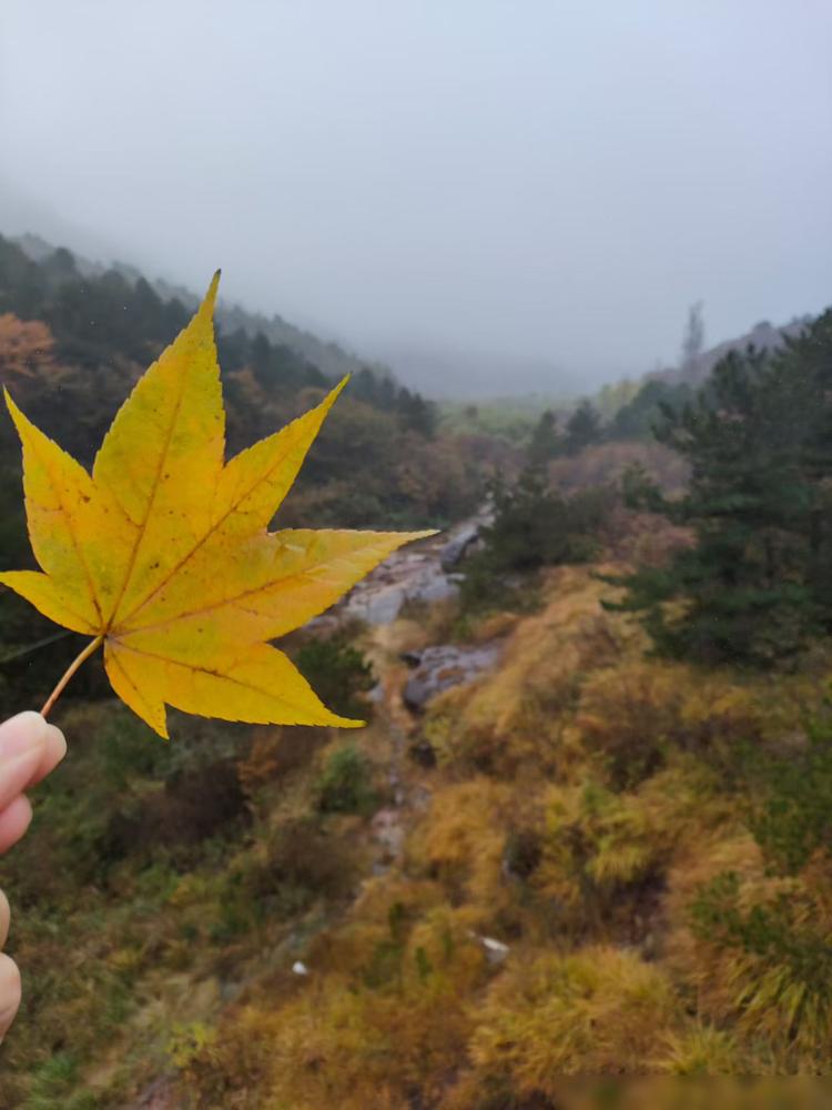 看评论区一个友友说家娃前几天突发甲流，高烧飙到39.5℃，急得不行的她想起网上说