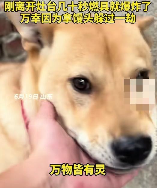 山东一男子在家煮粽子时，家里的大黄狗突然狂叫不止，主人以为是大黄狗饿了，转身去拿