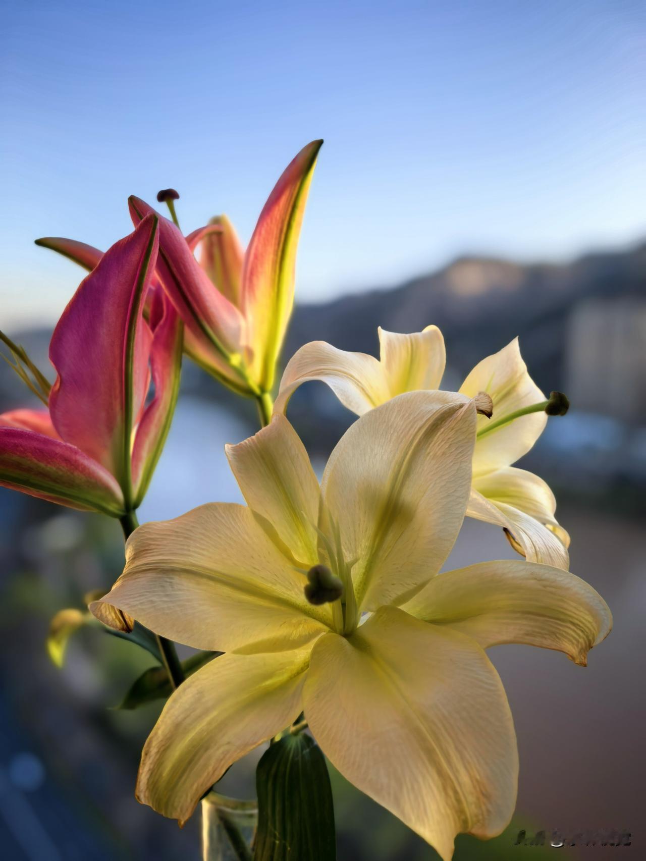 一朵鲜花盛开图香水百合