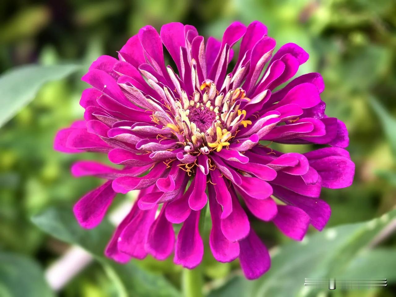  随手拍路边百日菊#这么近 那么美 周末到河北#