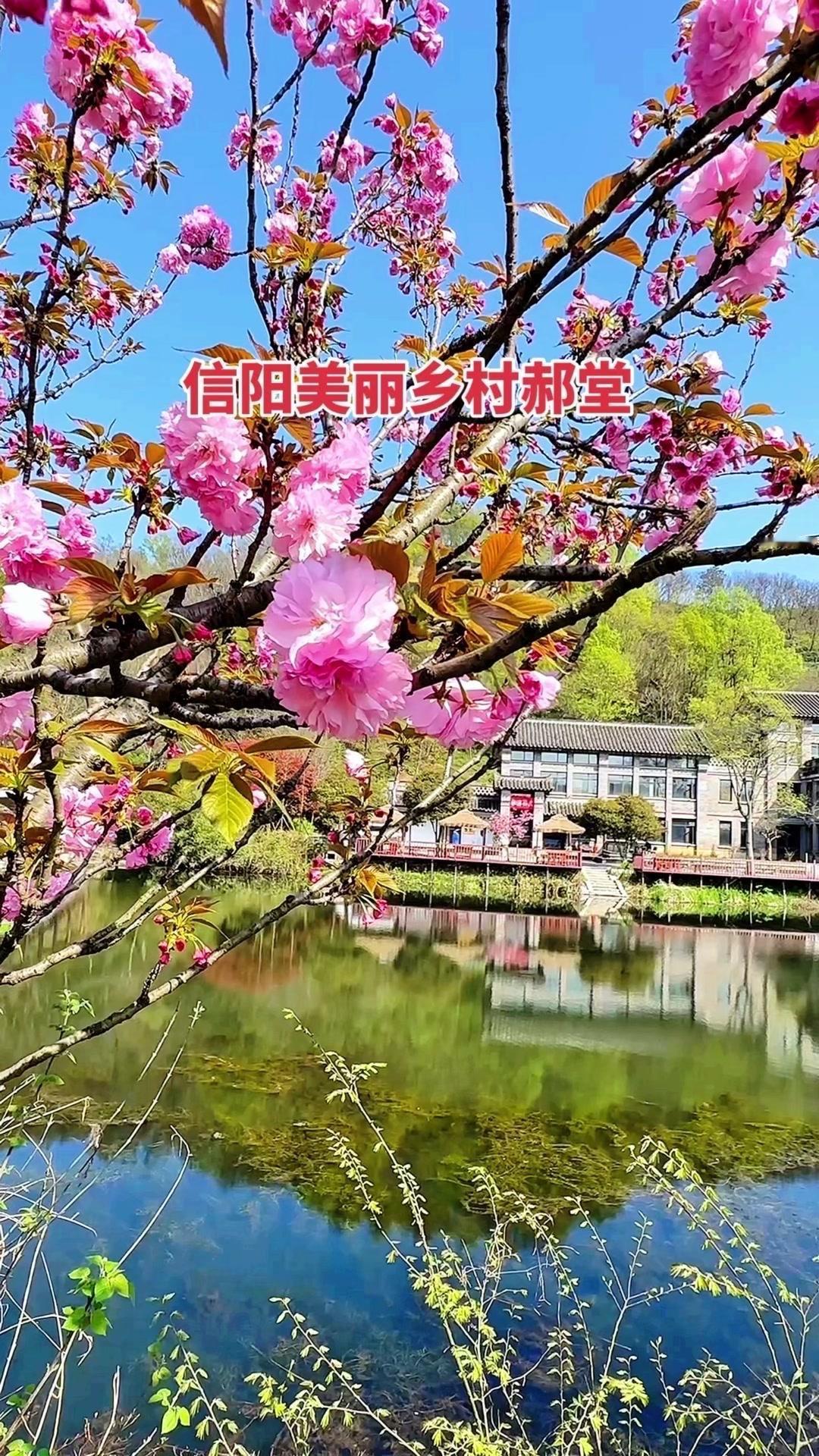 🌿在信阳郝堂，春天的治愈感扑面而来。青砖黛瓦的古村落，潺潺流水穿村而过，仿佛走