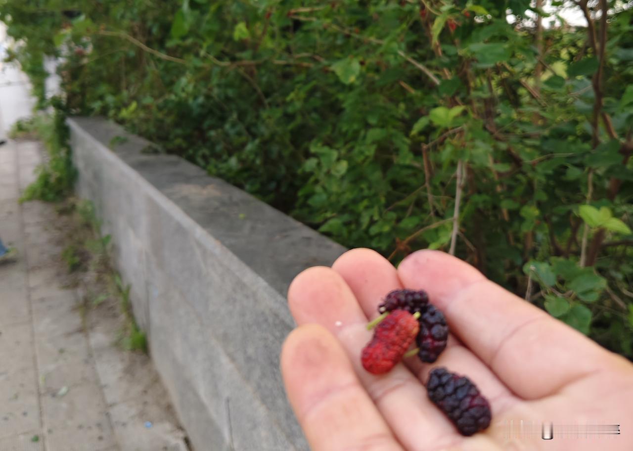 在红莲湖恒大影视城的两座桥中间装着不锈钢栏杆，经常有钓鱼佬翻过去在湖边下杆。
这