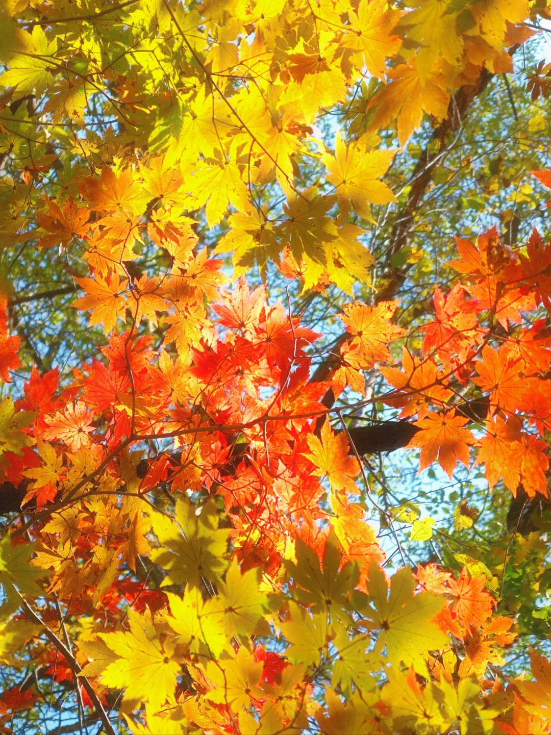 🌞｜在阳光明媚的日子里