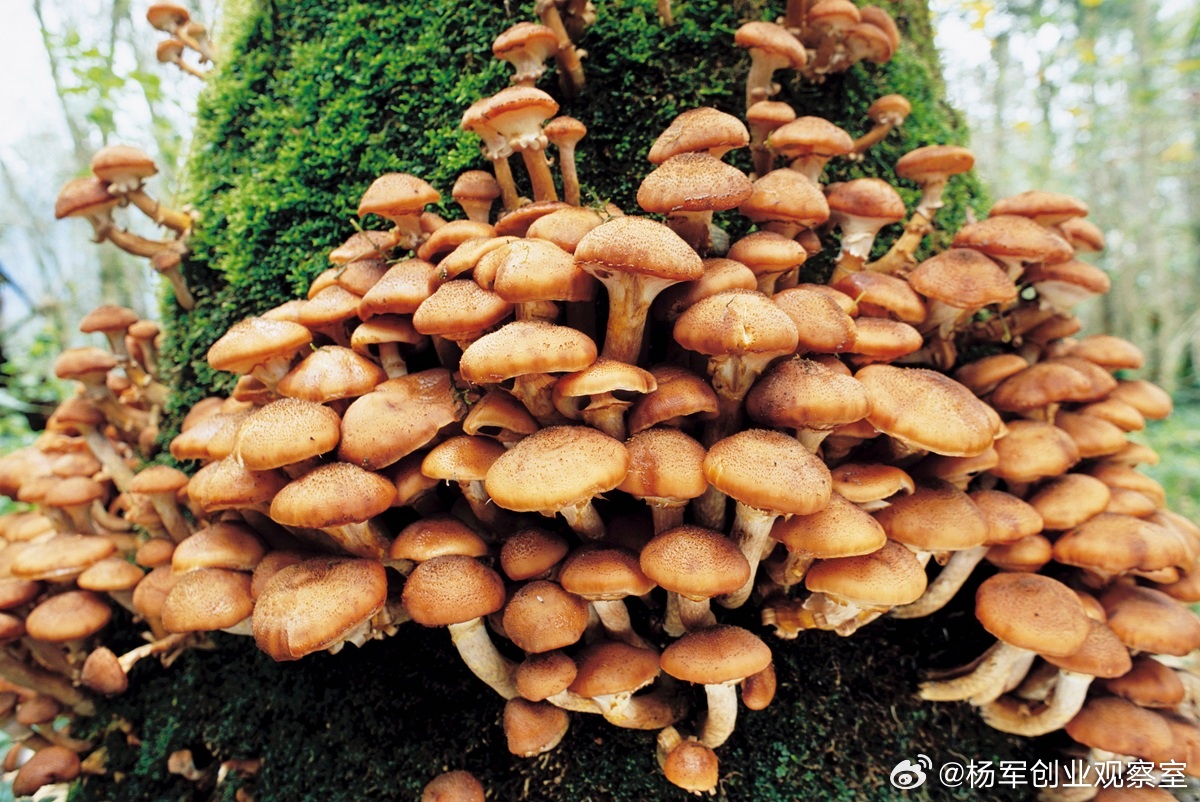 商业权力的终极转移，与一个被忽视的未来主角未来十年，商业竞争的核心是主权争夺——