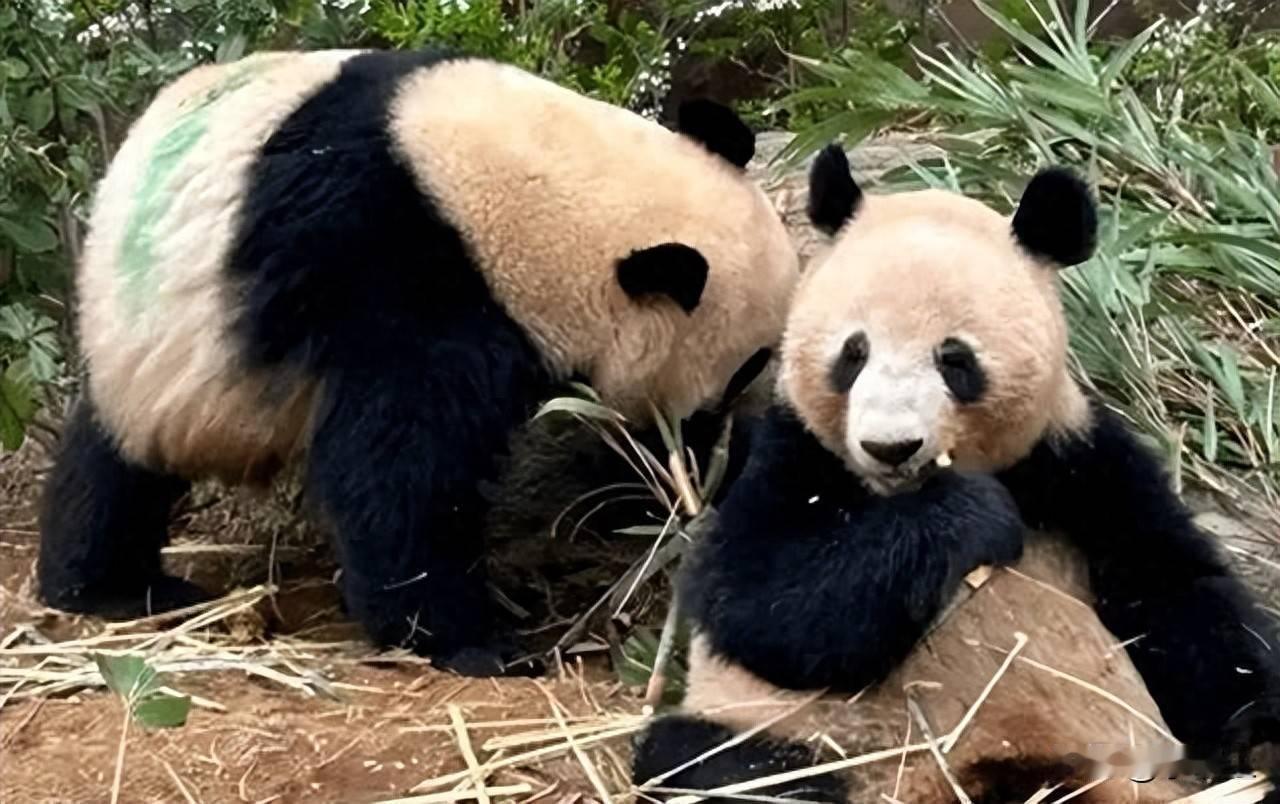 《“脸都不要了！”旅日熊猫刚回国，日本竟造谣中国吃熊猫，网友：无耻至极》

旅日