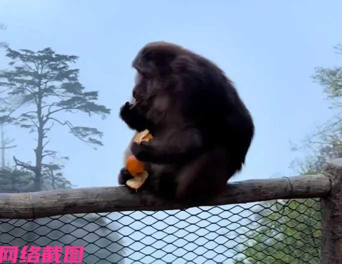 四川乐山一处景区崖边的围栏上，有只猴蹲在上面吃食，猴没有阻扰游客的来往，而是安静