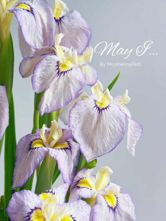 大花菖蒲.月夜野｜垂耳朵兔兔