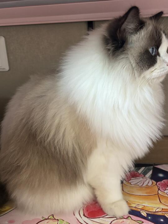 磷虾油美毛就是nb 不多说了