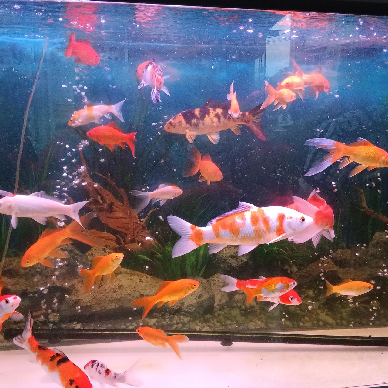 广西巴马活泉水
知识问答活动精彩

今天早上8点多，在坡月街世纪养生园对面一家巴