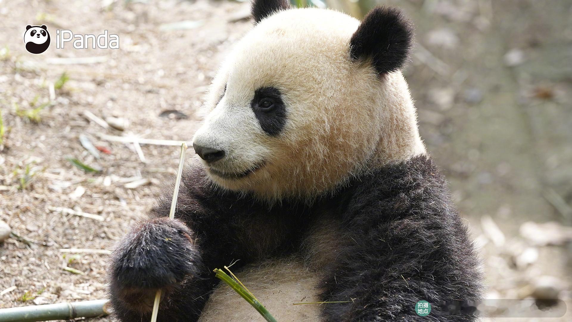 【大熊猫的治愈从早安开始 🌟】📒名熊名言：干饭熊，干饭魂，吃饱才有力气热爱生