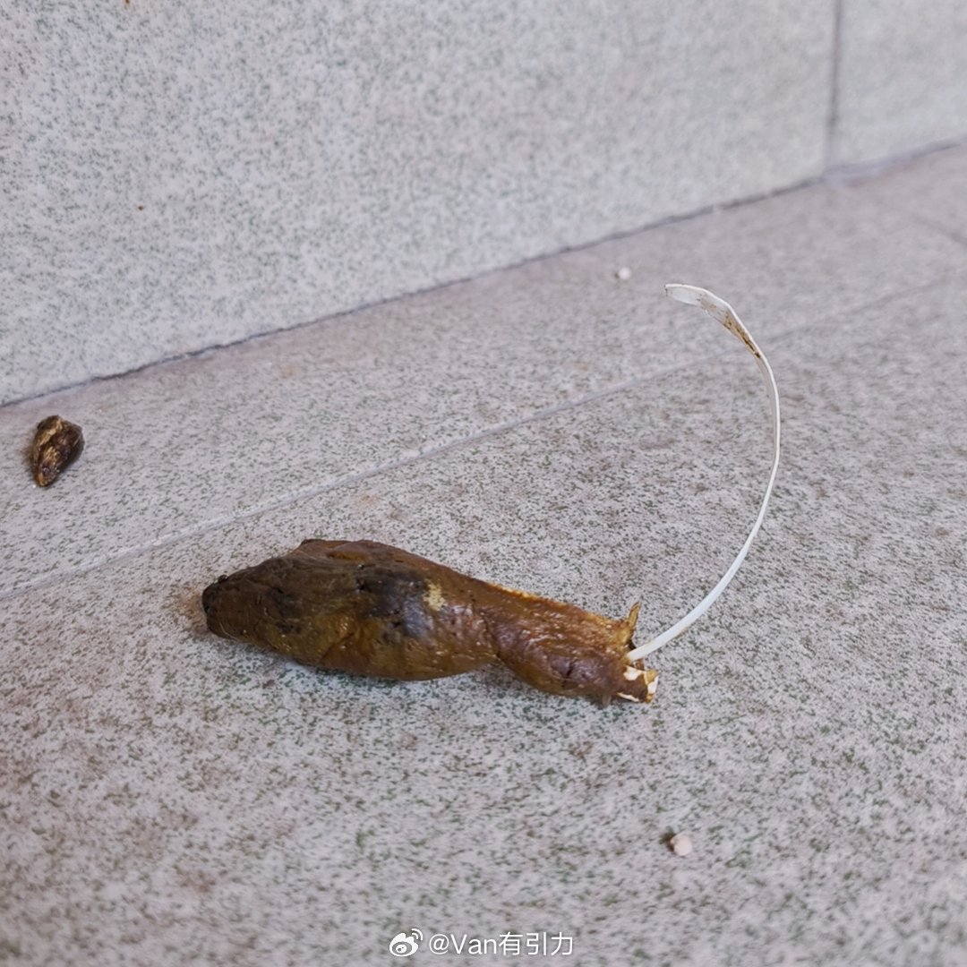 我家这只12斤的大肥猫太愁人了，该吃的不该吃都吃。这不，又拉出来一根塑料条，关键