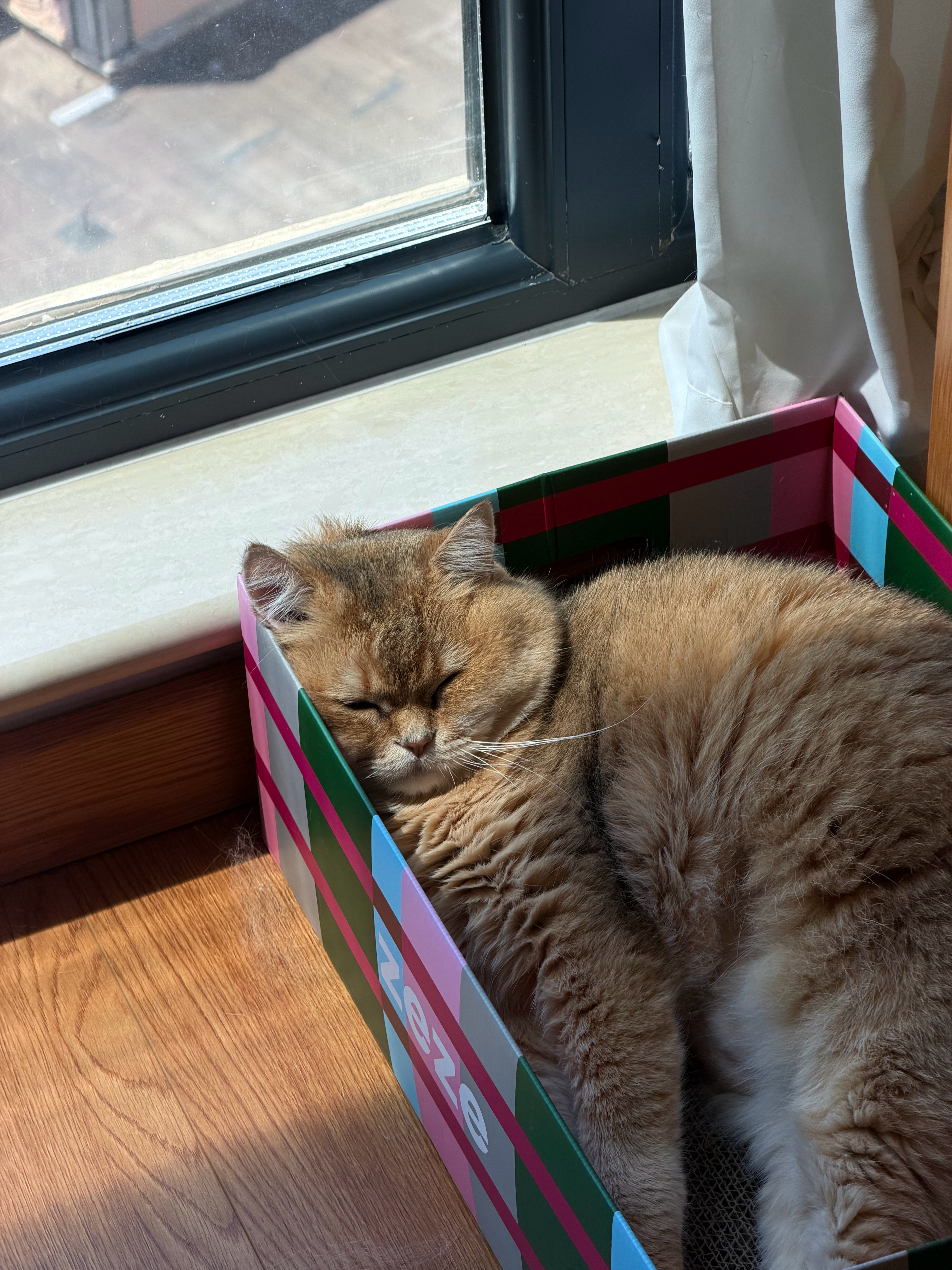 阿猫： 