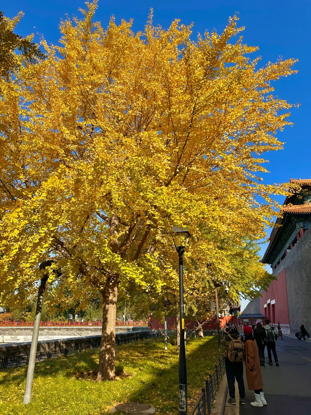 号外❗️故宫西华门银杏已如约而至❗️附攻略