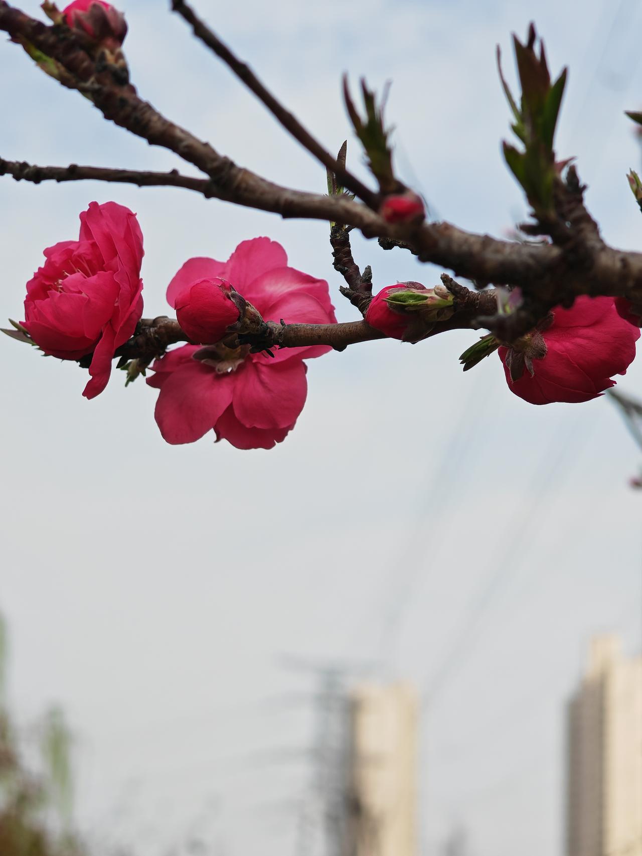 晋帝国河内太守郭默将妻子送给刘曜作人质，请刘曜卖给粮食。

汉赵帝国中山王刘曜与