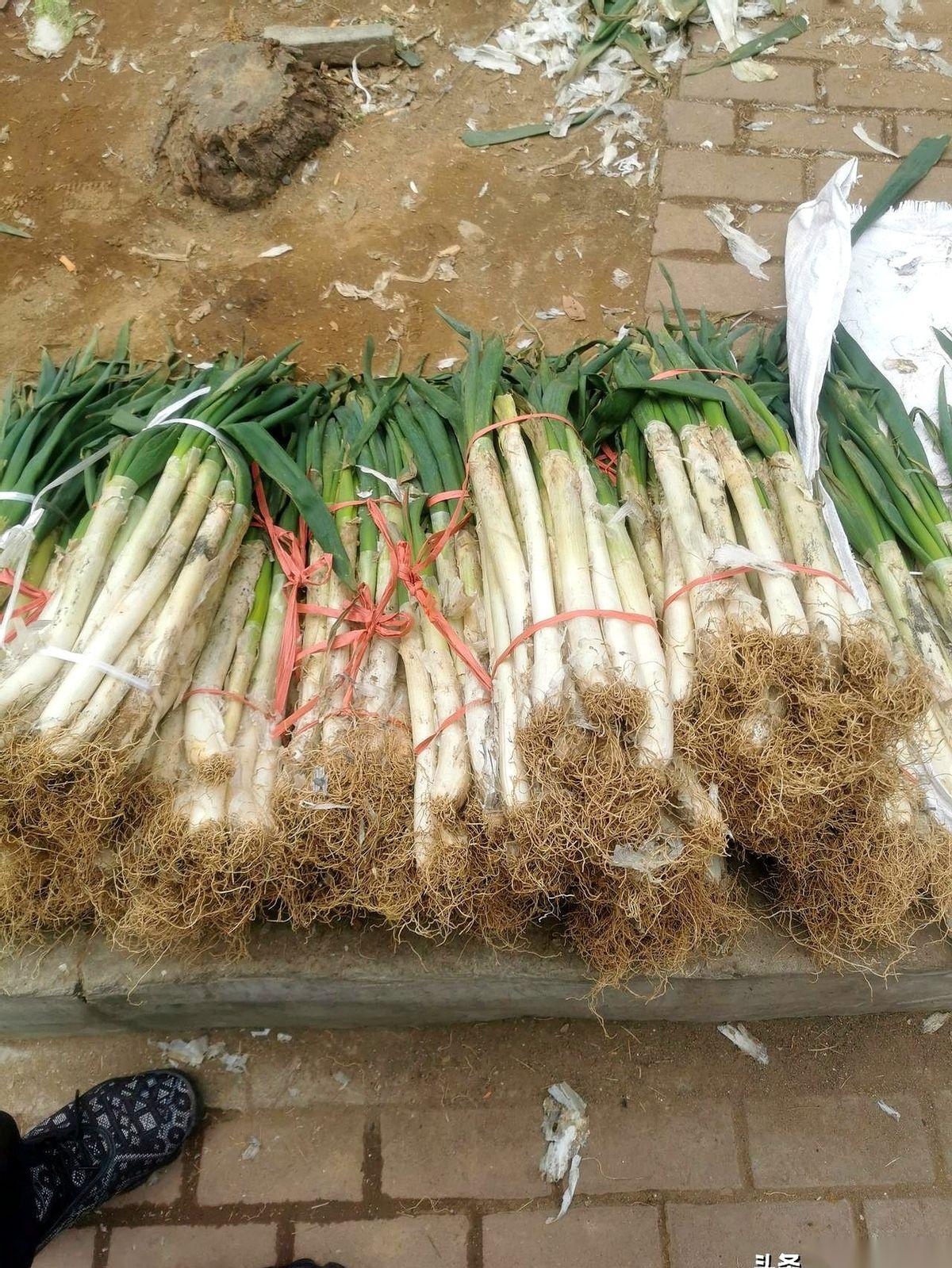 零下五度，手都揣不住的天儿。
卖葱的大哥搓着手，冲我老公喊：“哎，兄弟，提中间，