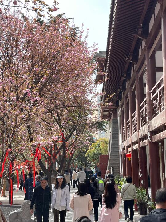 西安！！青龙寺！！！！门票🎫多少钱啊！！！！😭😭