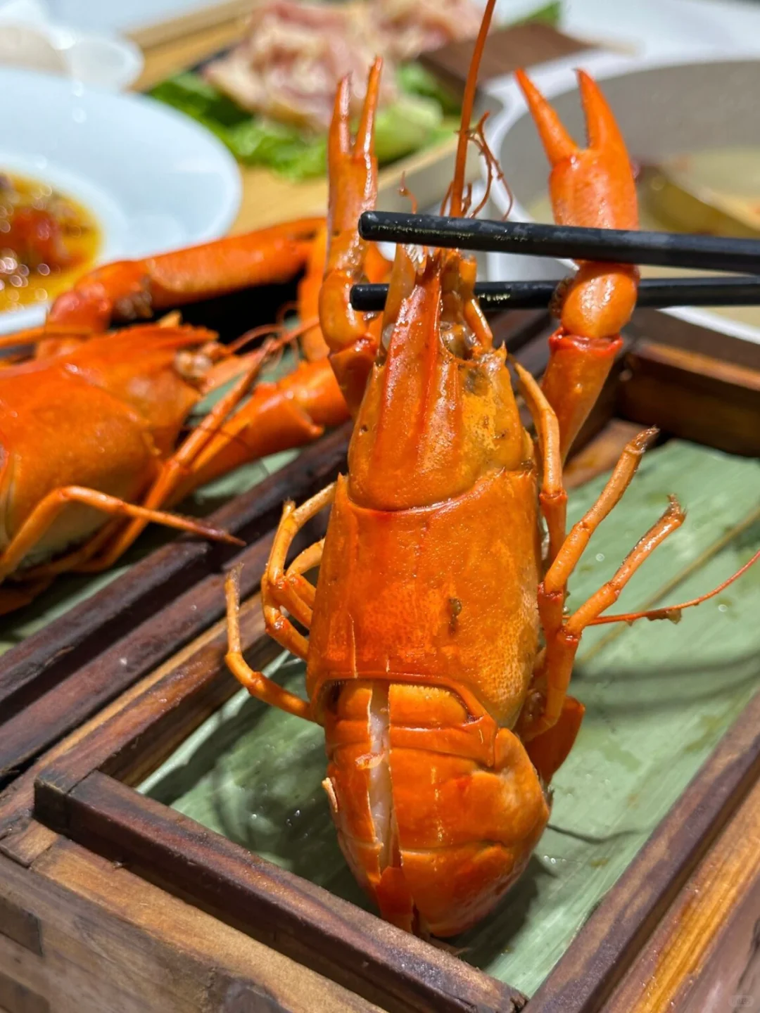 杭州让我看到比手掌还大的澳龙🦞