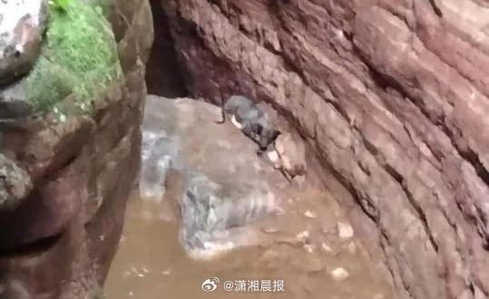 #邢台大峡谷景区收养2只获救小狗#【#景区派人绳降救援被困峡谷内小狗#：2只小狗