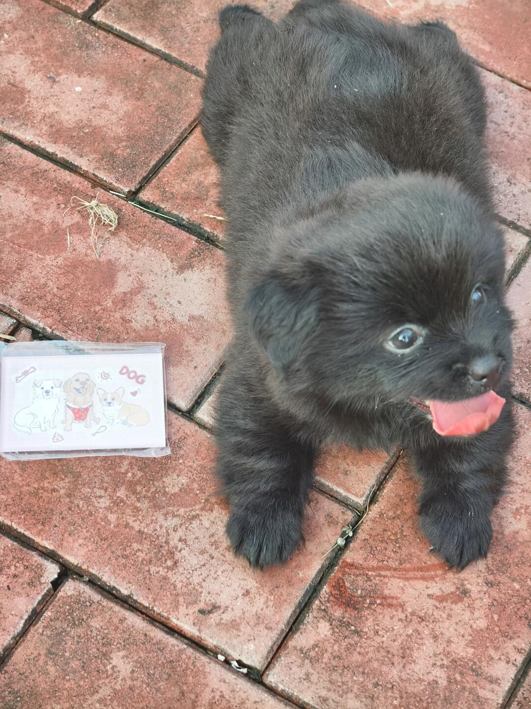 小黑熊我卖冰箱贴养活小院的叔叔阿姨们！