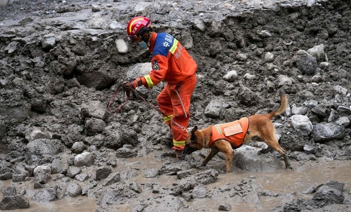 搜救犬在吉隆口岸搜救累到趴地看报导说搜救犬深陷泥潭，脚掌磨破，仍坚守救援一线帮助