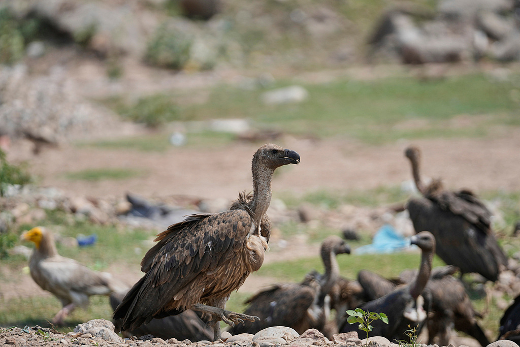 印度秃鹫正经历一场灾难性的消失。三种主要秃鹫数量在过去十余年间下降超99%，从约
