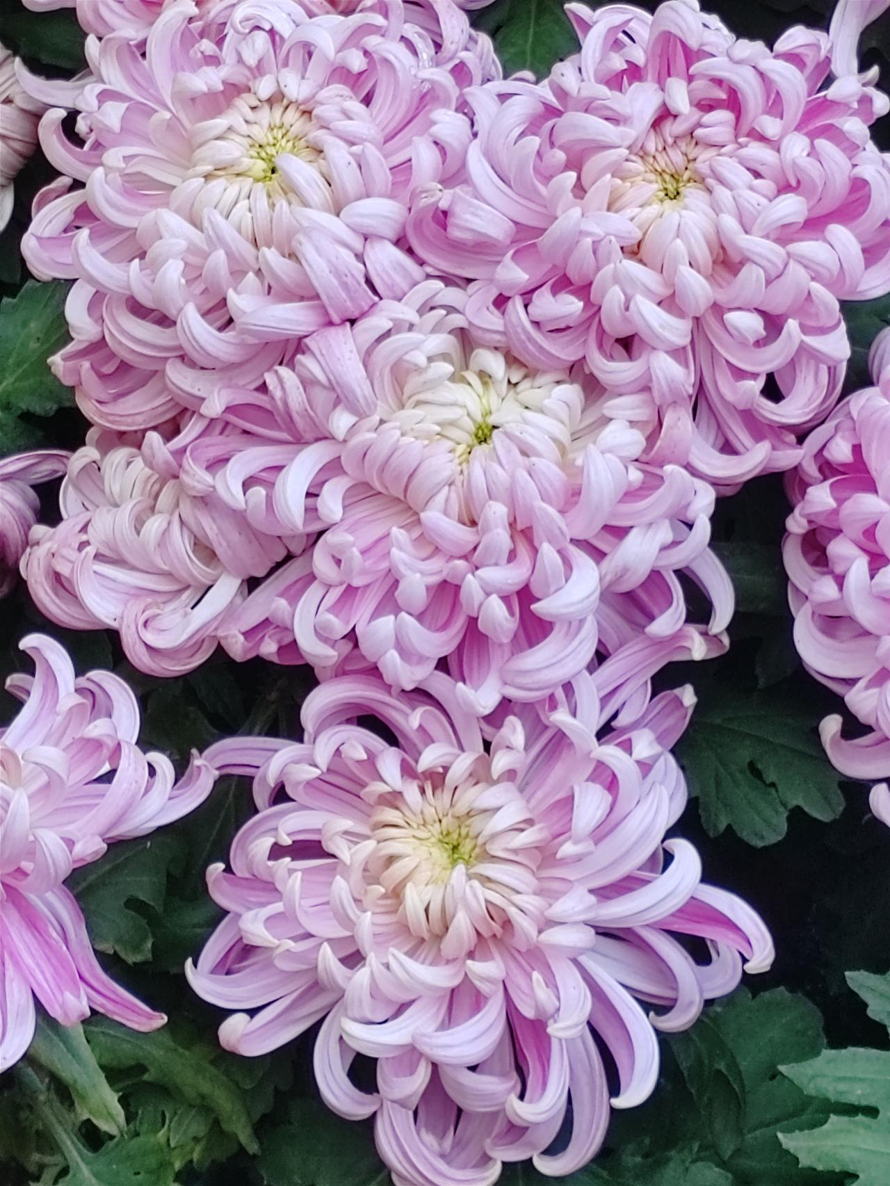 观菊，清新高雅之气，扑面而来。她的娇，她的嫩，她的神，她的态，她的美总是那样令人