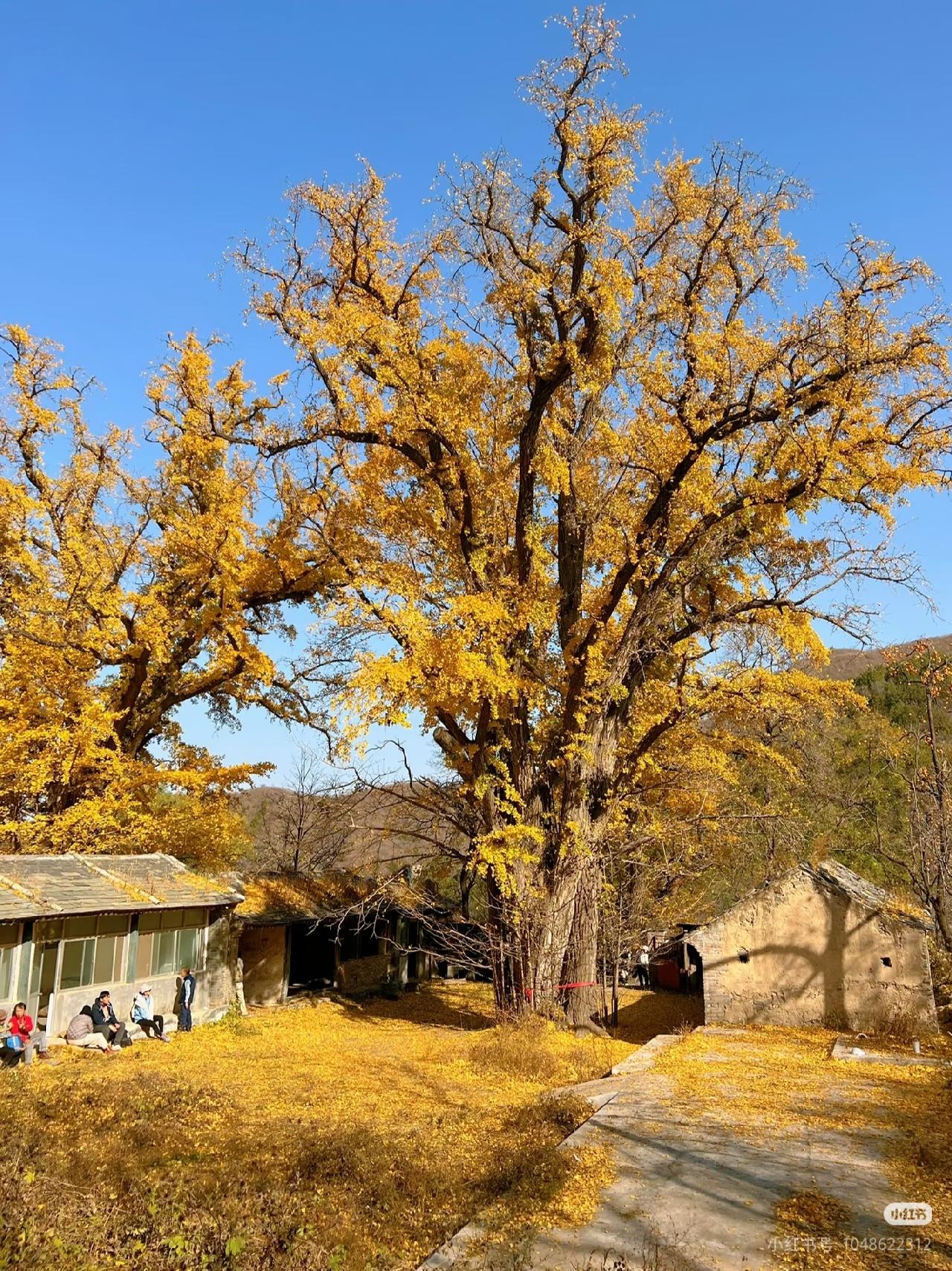 一定要来趟北京！感受老舍笔下的北平之秋！🍂

胡同白蜡，金黄银杏，老舍柿子
北