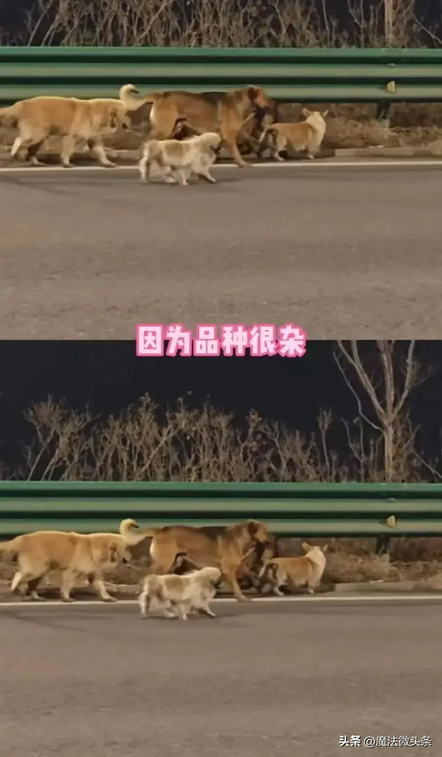 7只狗狗被偷后掉落高速公路，结伴“逃亡”17公里成功返家！主人发声：万幸能回来，