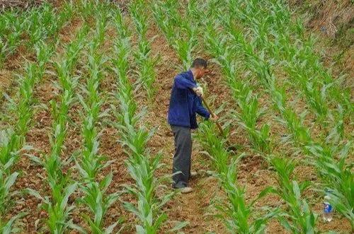 #中国人民吃饱饭的原因是分田单干吗#我国年产粮食连续9年稳定在1.3万亿斤以上。